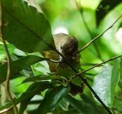 Malacocincla abbotti