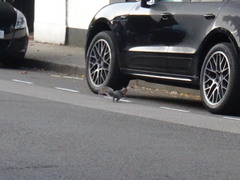 Sciurus carolinensis