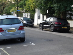 Sciurus carolinensis