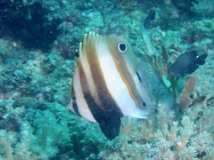 Coradion melanopus
