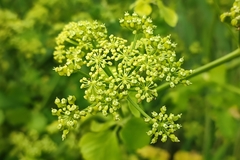 Smyrnium olusatrum