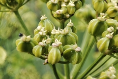 Smyrnium olusatrum