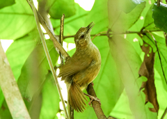 Malacocincla abbotti