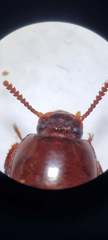 Uloma culinaris