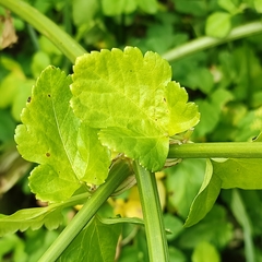 Smyrnium olusatrum