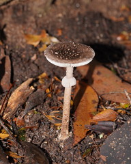 Amanita cinereoannulosa