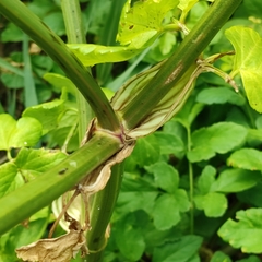 Smyrnium olusatrum
