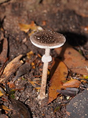 Amanita cinereoannulosa