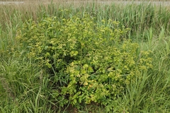 Smyrnium olusatrum