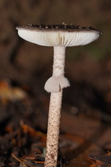 Amanita cinereoannulosa