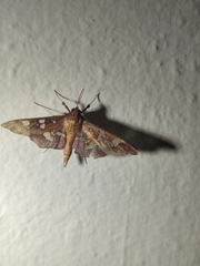 Phostria