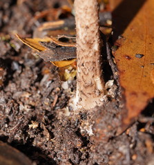 Amanita cinereoannulosa