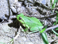 Hyla orientalis