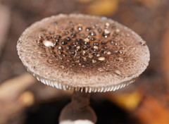 Amanita cinereoannulosa
