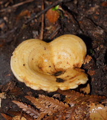Multifurca stenophylla