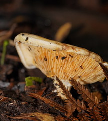 Multifurca stenophylla
