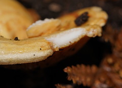 Multifurca stenophylla