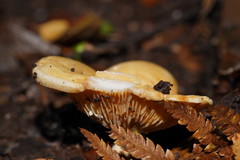 Multifurca stenophylla