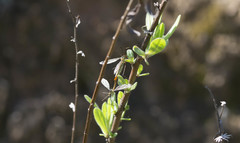 Nephrotoma submaculosa