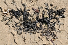 Ascophyllum nodosum