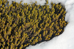 Veronica buchananii