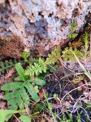 Oeosporangium