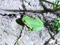 Hyla orientalis