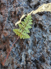 Oeosporangium