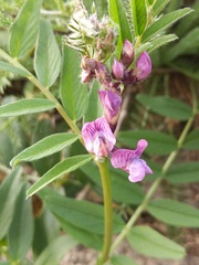 Vicia sepium