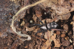 Callilepis schuszteri