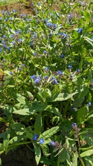 Anchusa pusilla