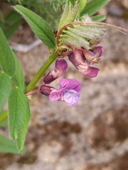 Vicia sepium