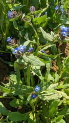 Anchusa pusilla
