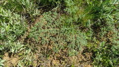 Palimbia rediviva