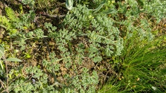 Palimbia rediviva