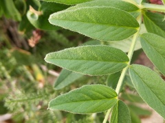 Vicia sepium
