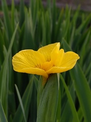 Iris pseudacorus