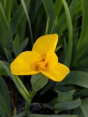 Iris pseudacorus