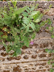 Vicia sepium