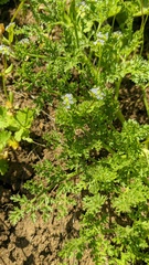Palimbia rediviva