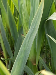 Iris pseudacorus