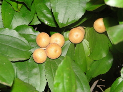 Sarcomphalus joazeiro