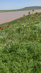 Palimbia rediviva