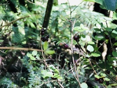 Coprosma spathulata