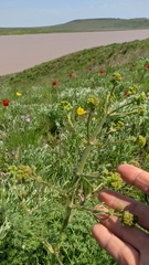 Palimbia rediviva