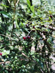Coprosma spathulata