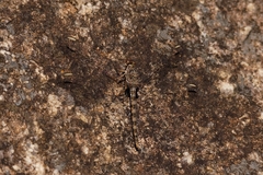 Crocothemis saxicolor