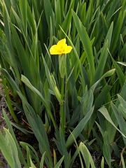 Iris pseudacorus