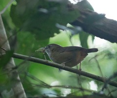 Malacocincla abbotti