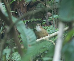 Malacocincla abbotti